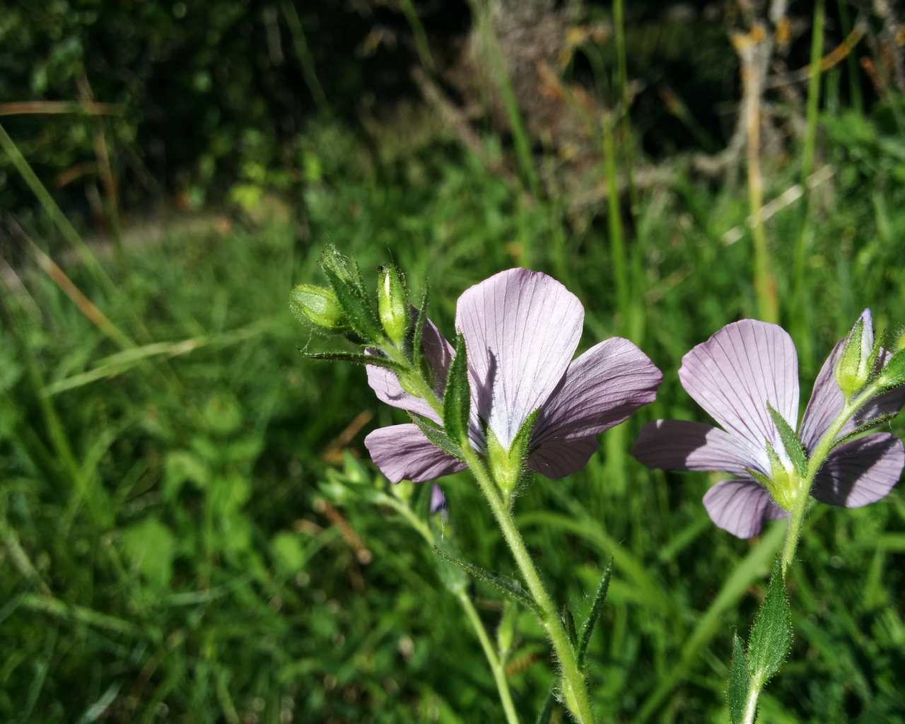 Linum viscosum